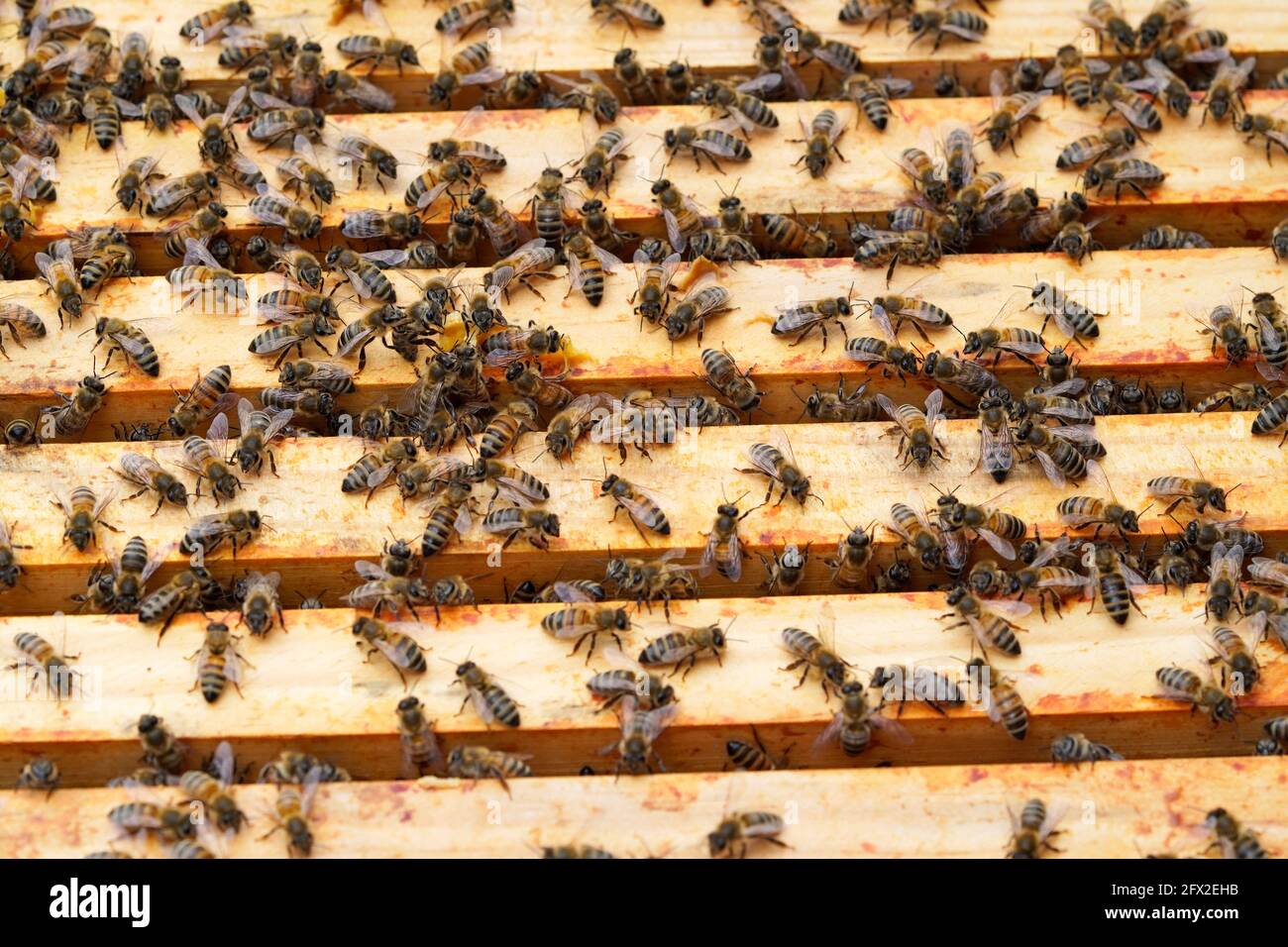 Glance into a beehive and the honey frames. Bees in a beehive. Apis mellifera. Close-up of insects. Bee colony. Stock Photo
