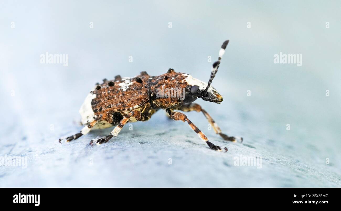 Weevil, Platystomos albinus, long-feeler weevil. Close up of insect. Macro shot of brown beetle. Stock Photo
