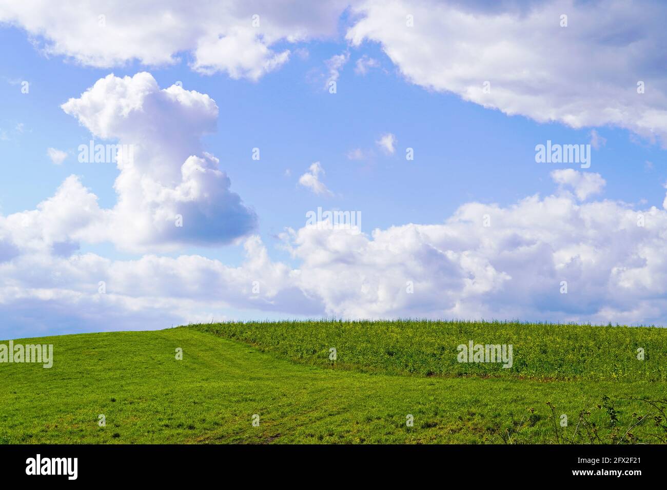 Landscape with green fields near Ahlen, Dolberg. Nature with green