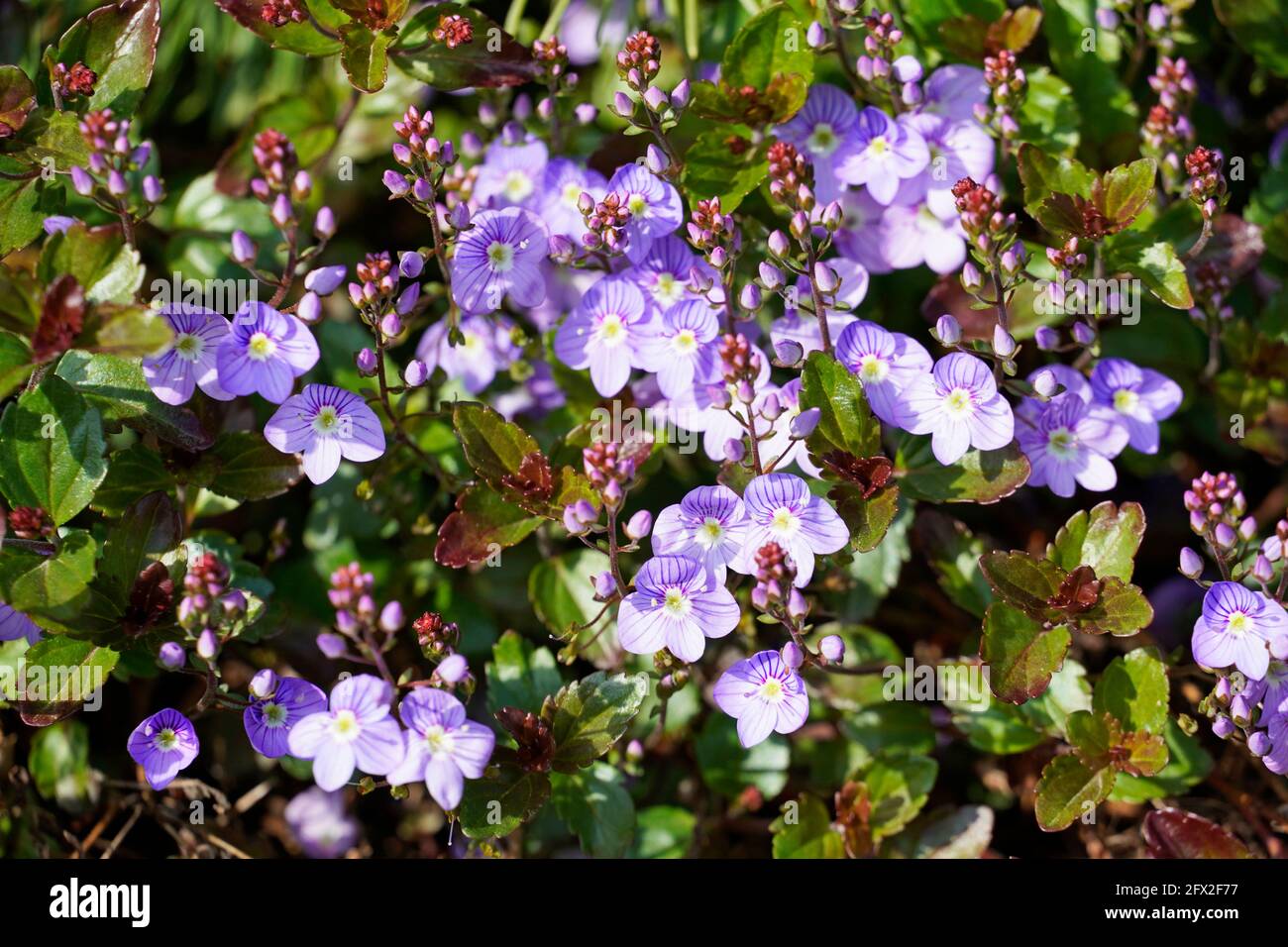 Fine purple flowers of the speedwell, Veronica. Hardy plants in the garden. Stock Photo