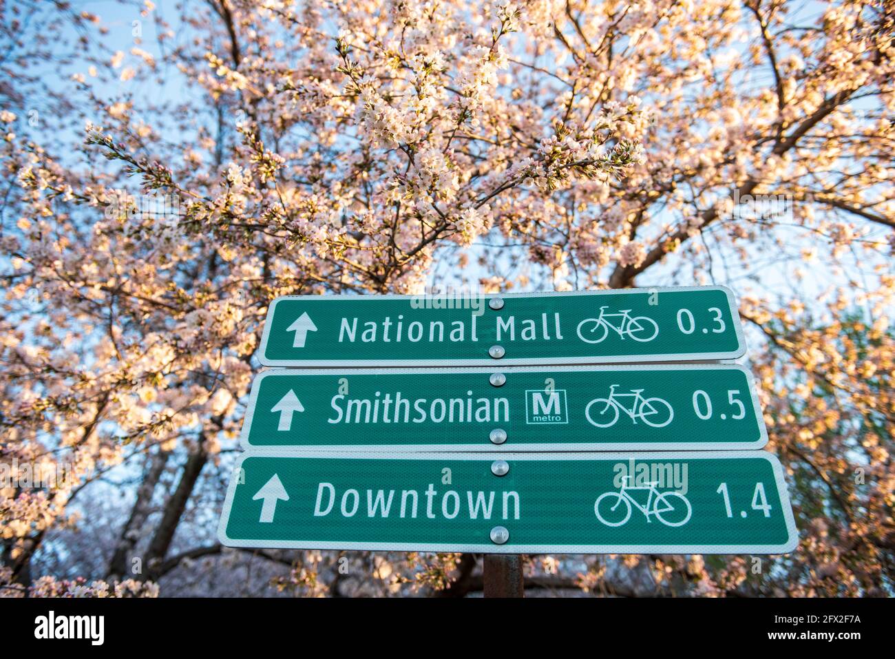 Green traffic signs framed by pink cherry blossoms direct pedestrians