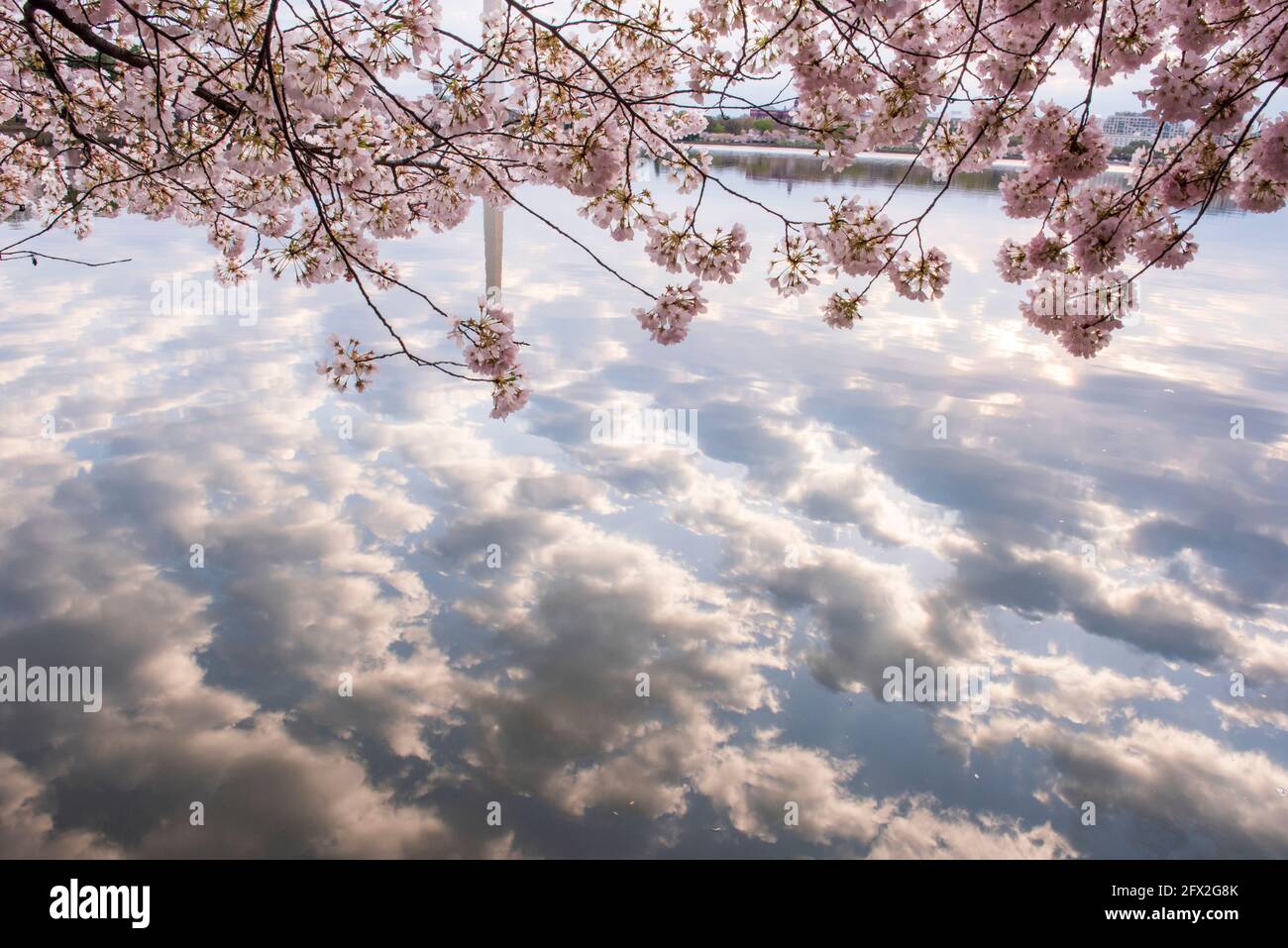 From the blue of the Tidal Basin water to the pink of a blooming