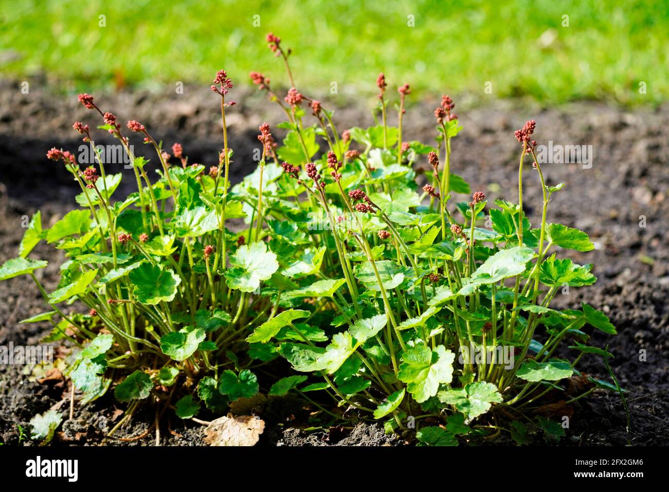 Hardy perennial perennials hi-res stock photography and images - Alamy