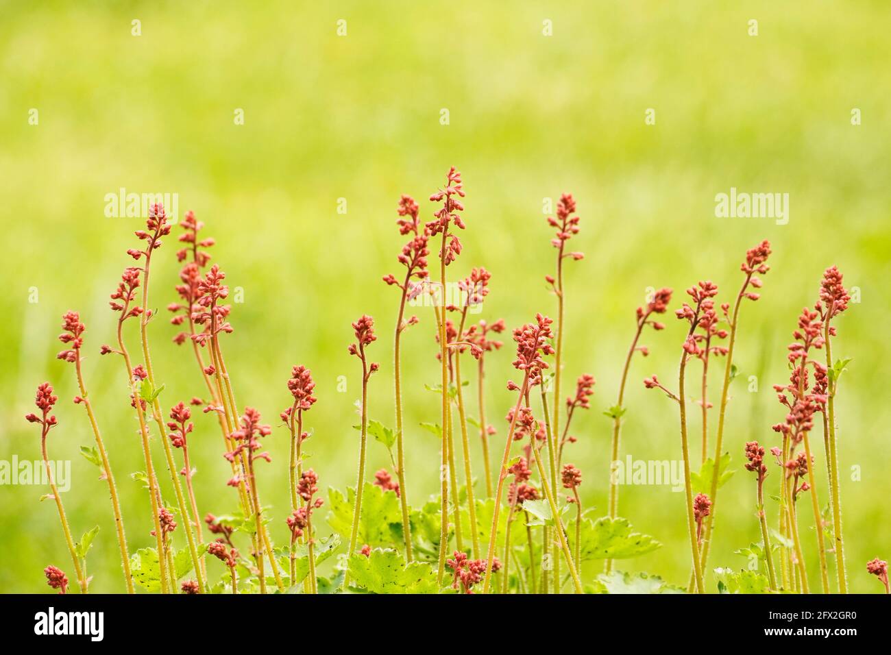 Hardy perennial perennials hi-res stock photography and images - Alamy
