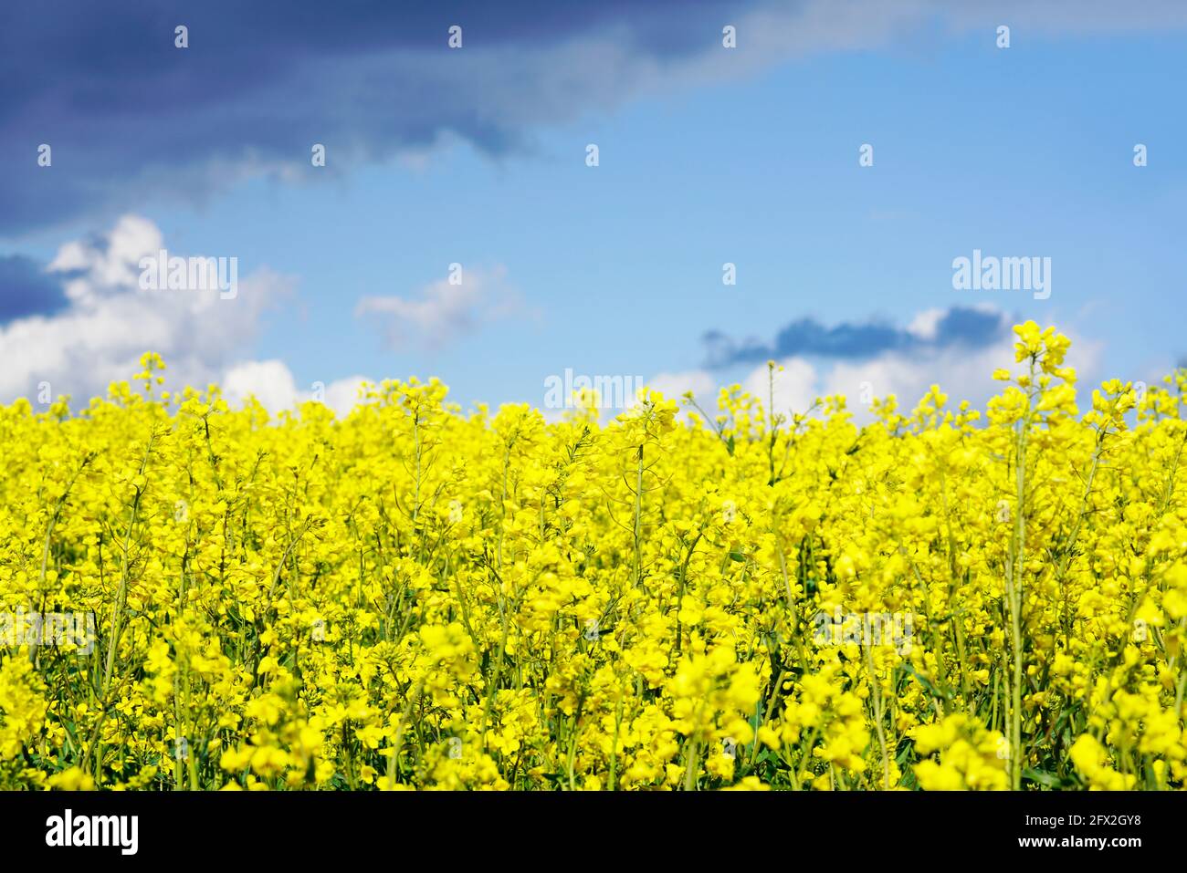 Yellow rapeseed field with gathering storm clouds in the background. Useful plant in agriculture. Brassica napus. Yellow flowers in a field. Stock Photo
