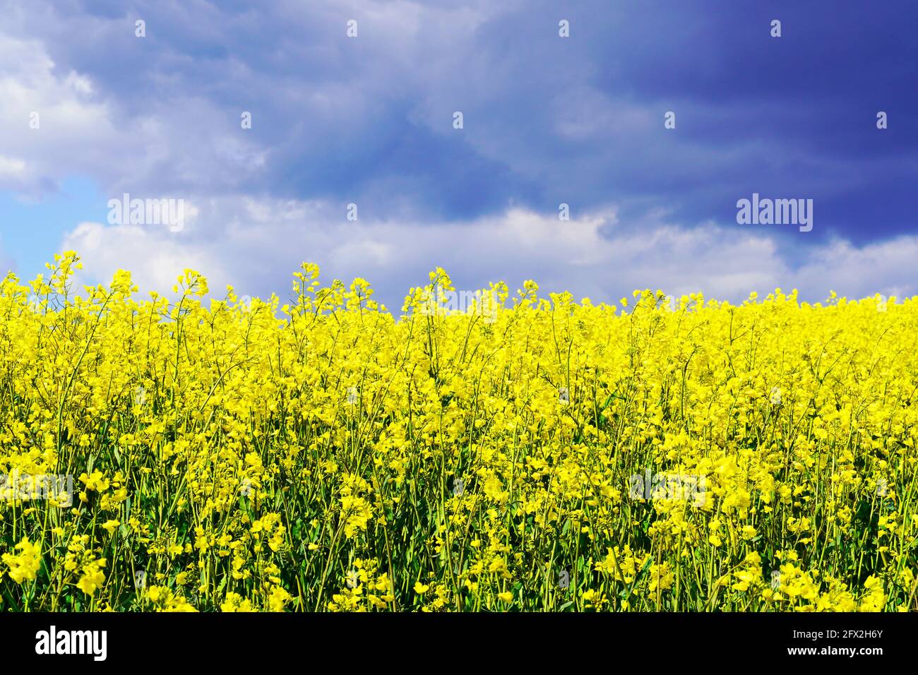 Yellow rapeseed field with gathering storm clouds in the background. Useful plant in agriculture. Brassica napus. Yellow flowers in a field. Stock Photo