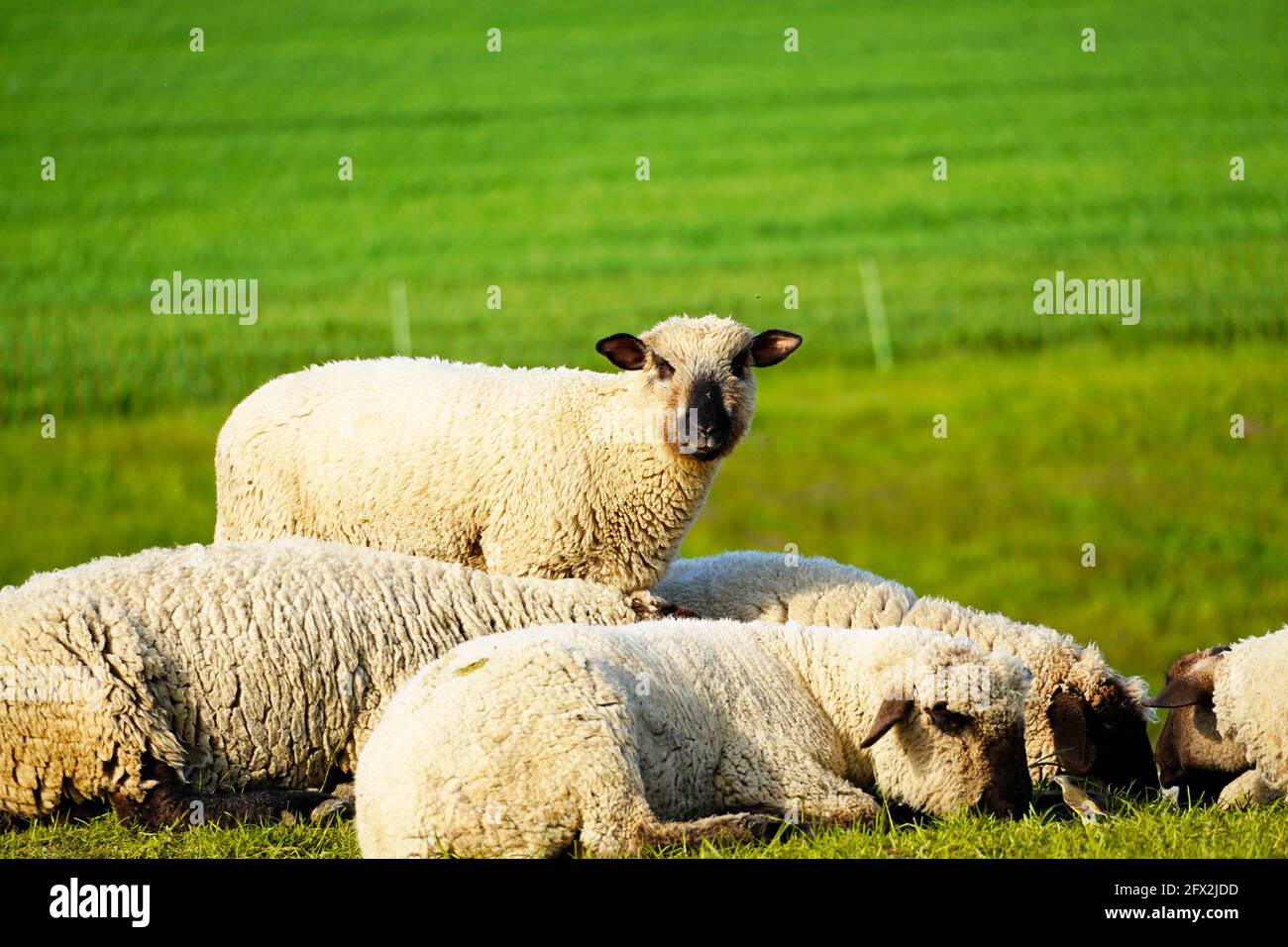 Sheep on a green meadow. Flock of sheep grazing in a pasture. Herd ...