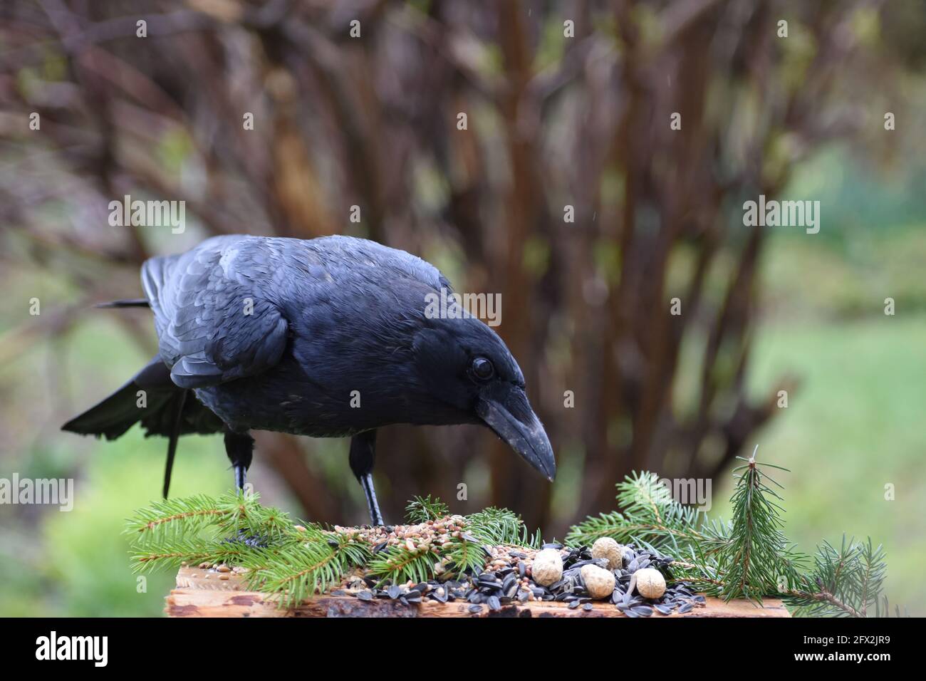 A crow at the feeder Stock Photo - Alamy