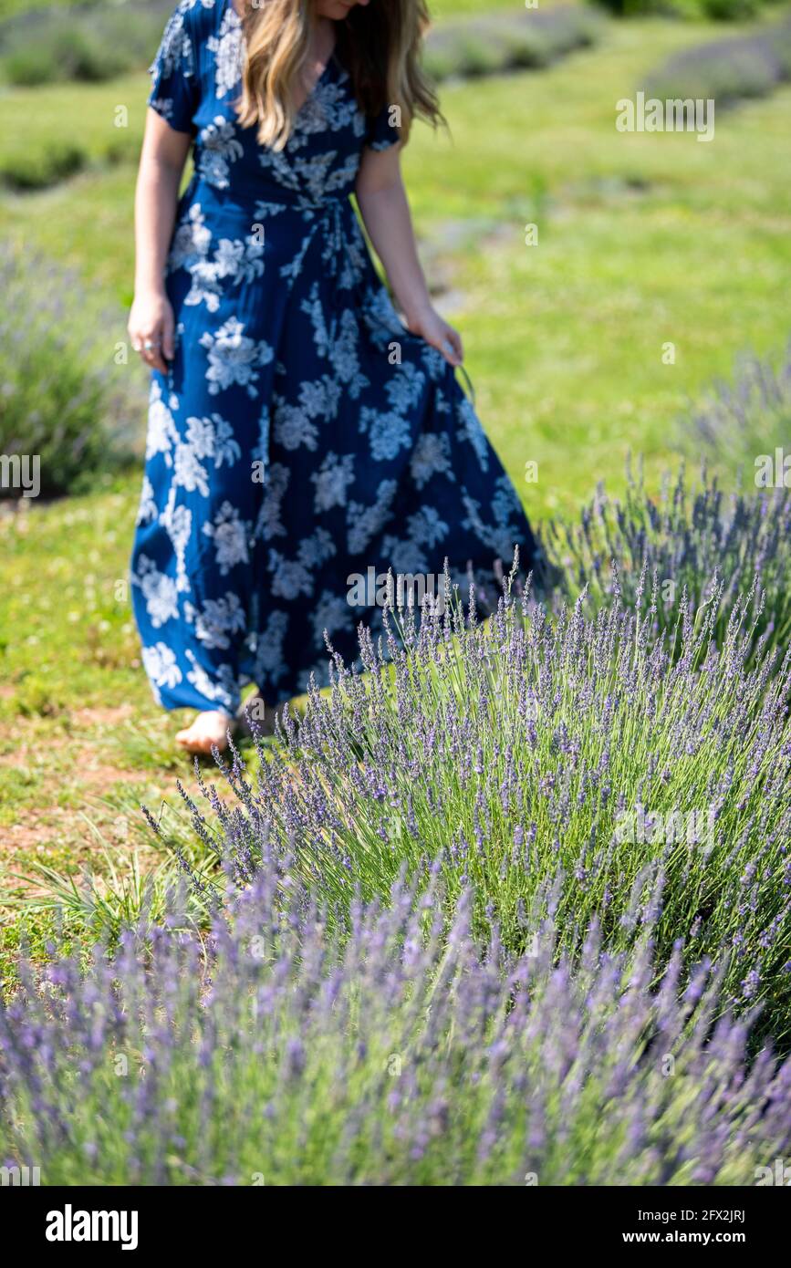 A barefoot caucasian woman in a blue dress walks past fresh lavender ...