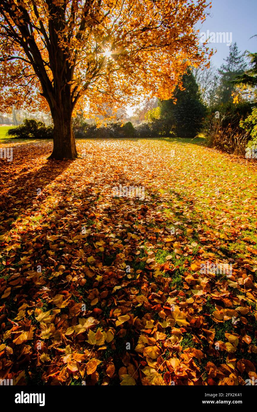 Autumn gold leaves tree leaf fall warm trees hi-res stock photography and  images - Alamy