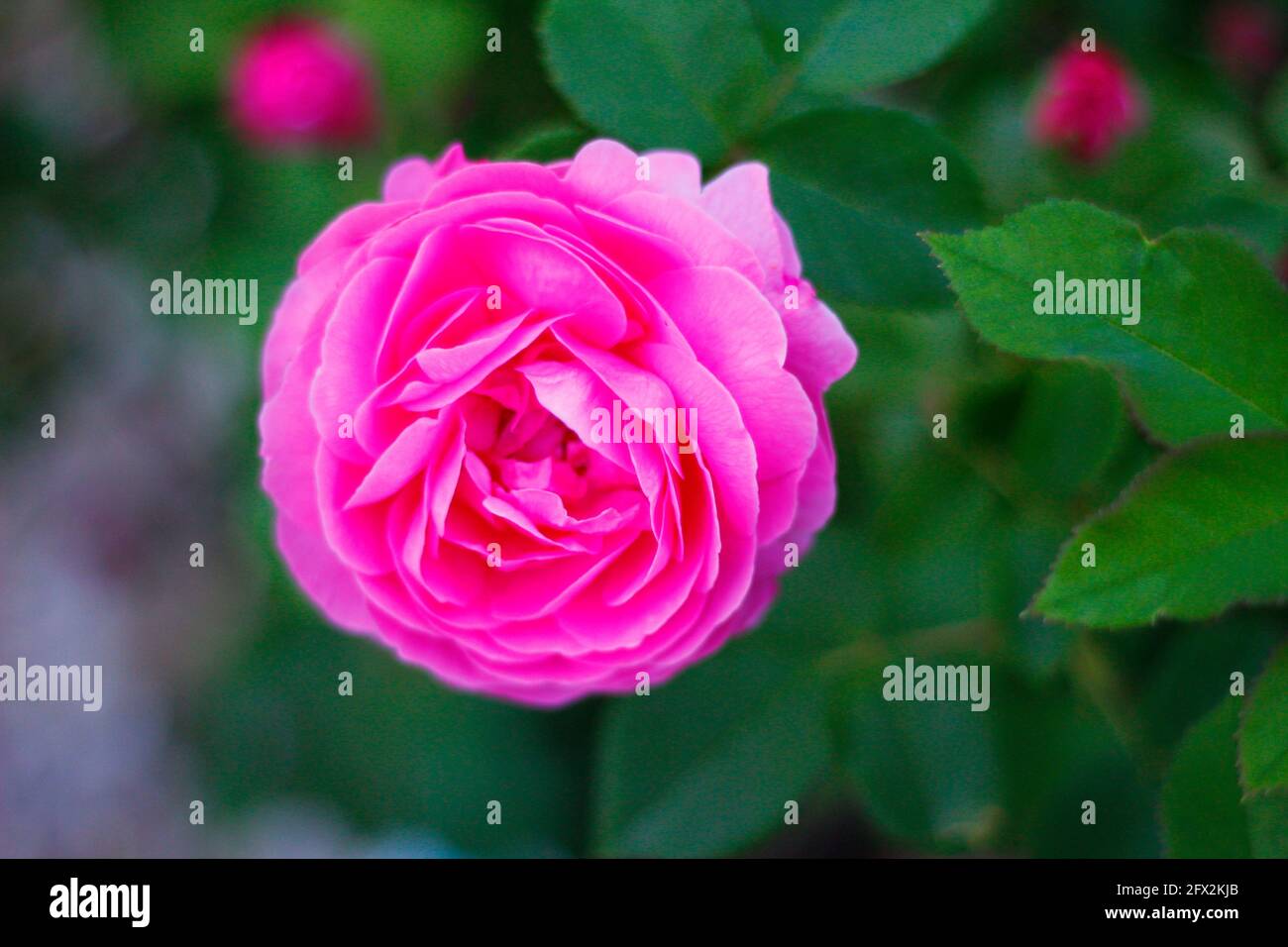 Park of Roses, Columbus, Ohio Stock Photo Alamy