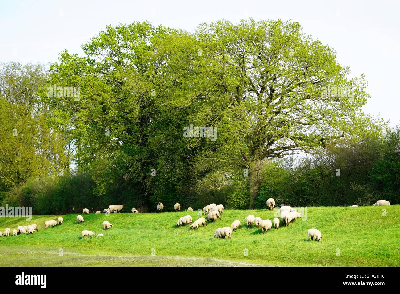 Sheep on a green meadow. Flock of sheep grazing in a pasture. Herd ...