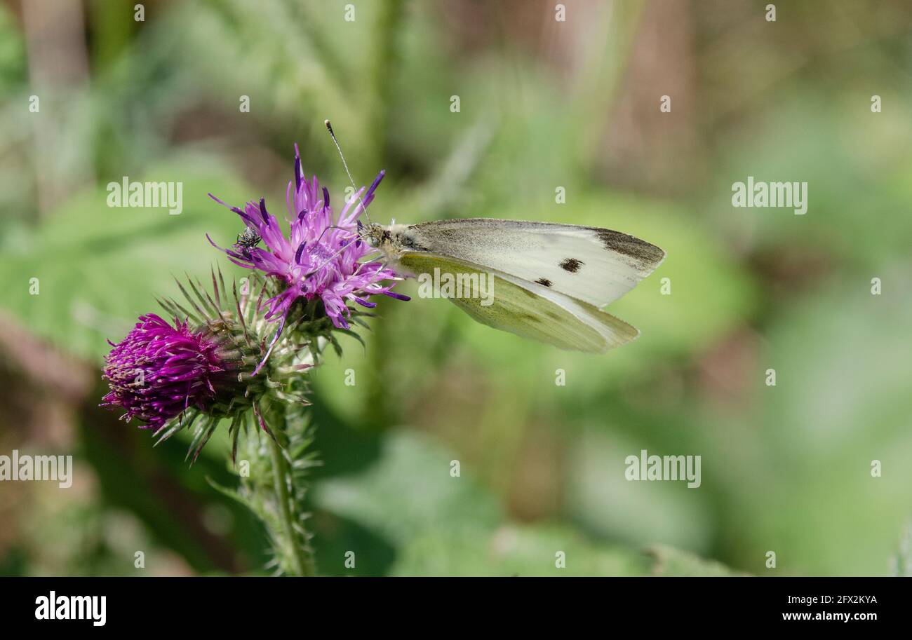 Schmetterling auf einer Blüte Stock Photo