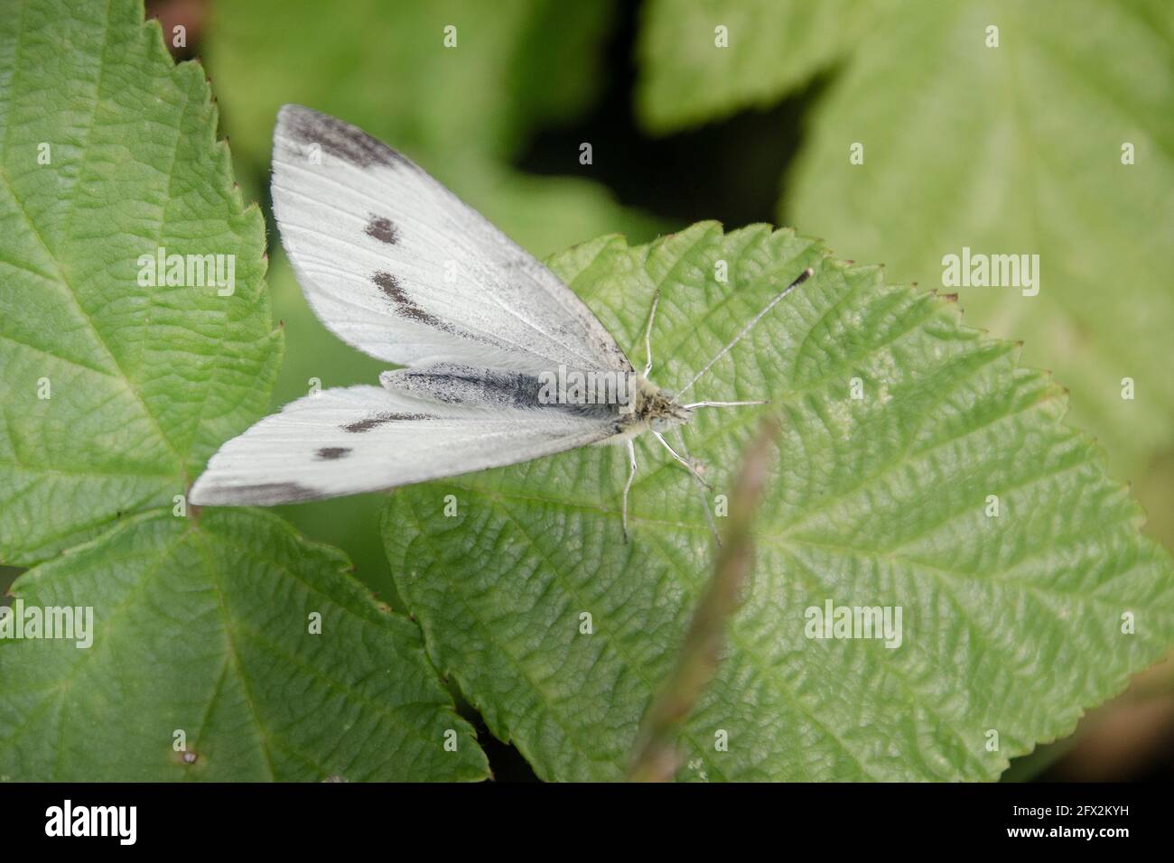 Schmetterling auf einen Blatt Stock Photo