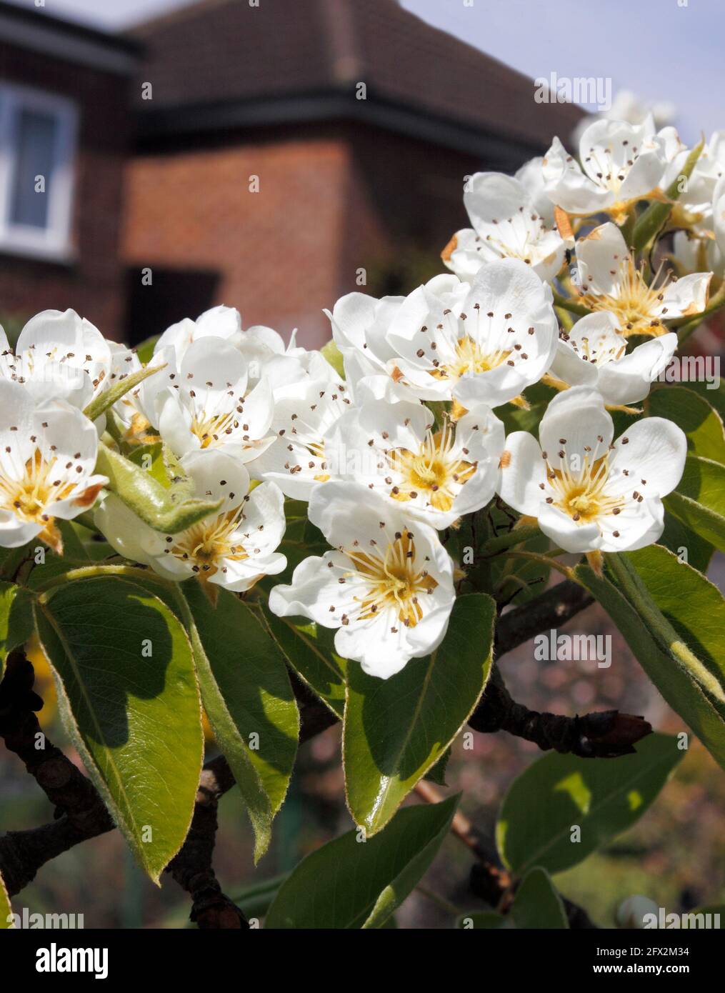CONFERENCE PEAR TREE IN BLOSSOM IN SPRING. UK Stock Photo