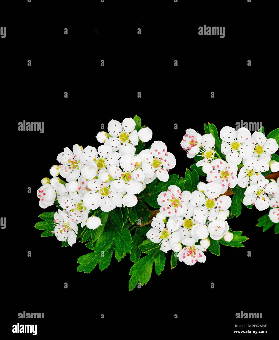 Sprig of hawthorn flowers, also known as May tree, one-seed hawthorn, whitethorn, quickthorn , and crataegus monogyna, is part of the Rosaceae family. Stock Photo