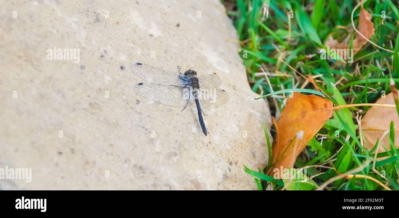 Close-up of a dragonfly landing on a stone. Stock Photo