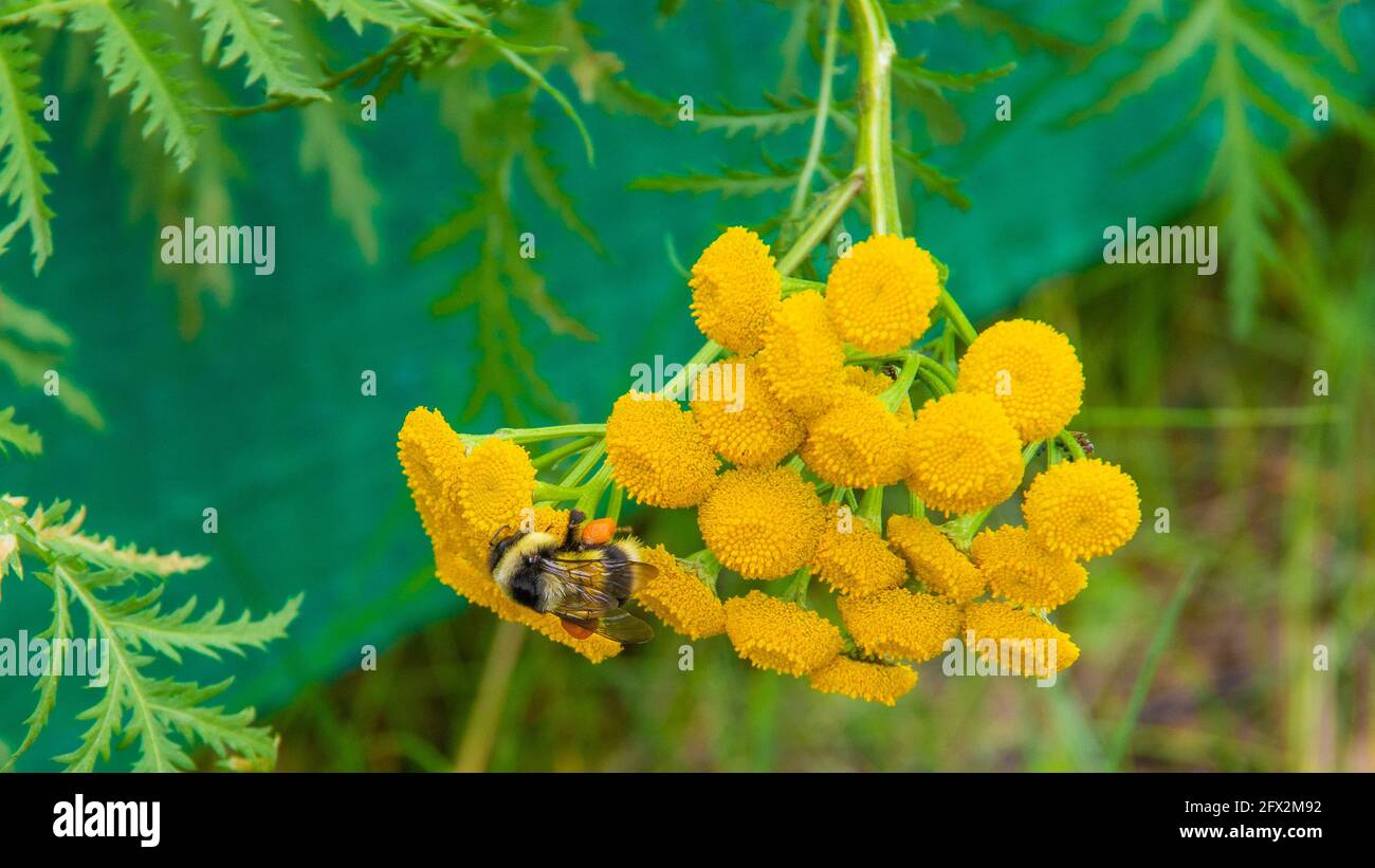 bumblebee on the yellow flower, Busy like a bee.. Stock Photo
