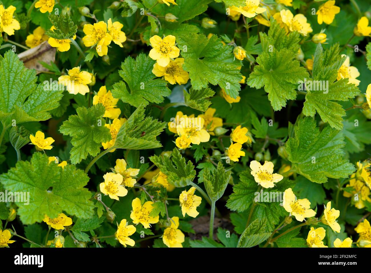 Waldsteinia ternata, golden strawberry close-up. Green perennial in the garden with yellow flowers. Hardy plants. Low-maintenance ground cover Stock Photo