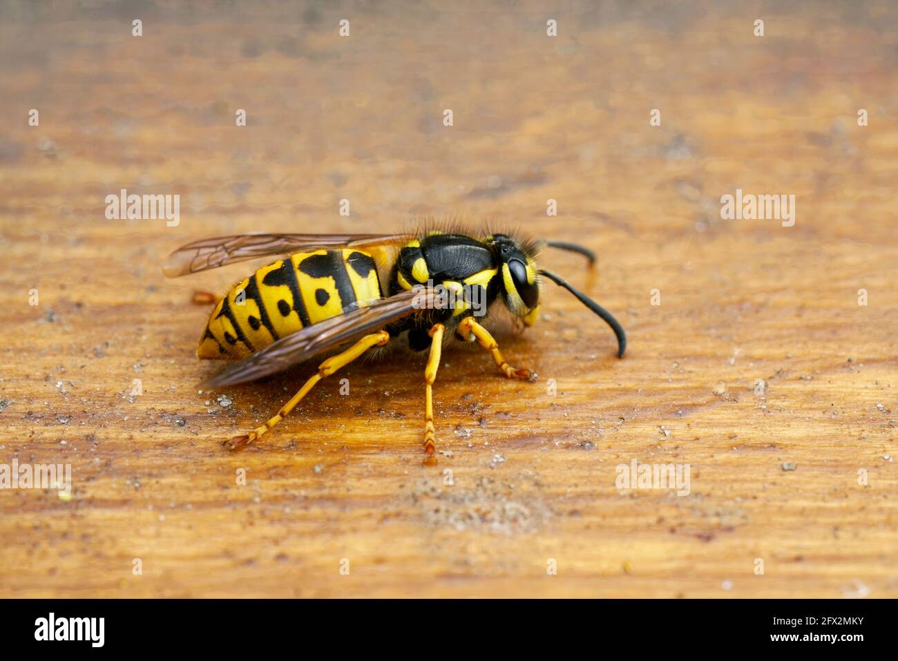 Wasp on a brown wooden background. Insect close up. Macro photography of a real wasp. Vespidae. Stock Photo