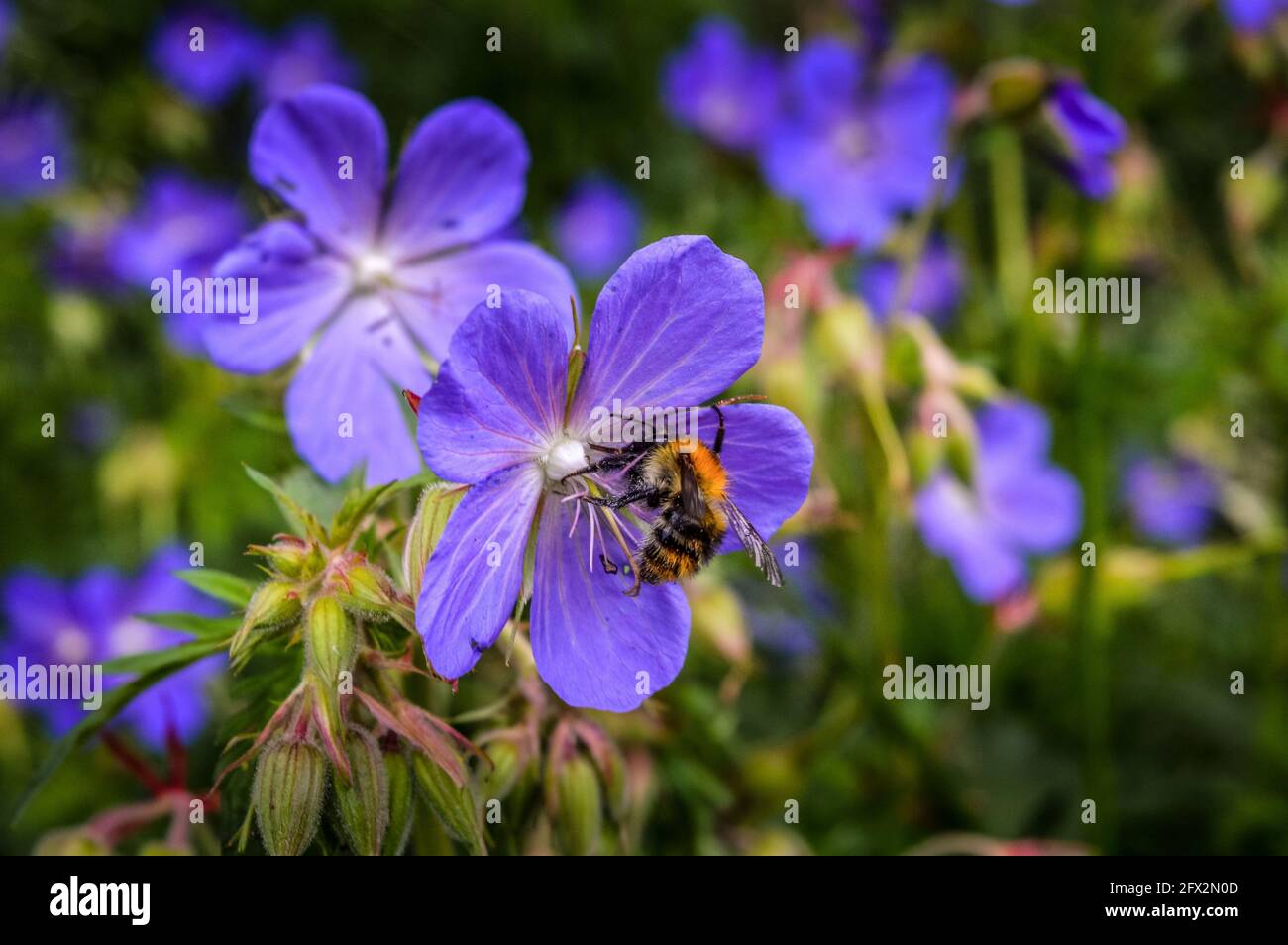 A Bee On A Flower In Summer Stock Photo