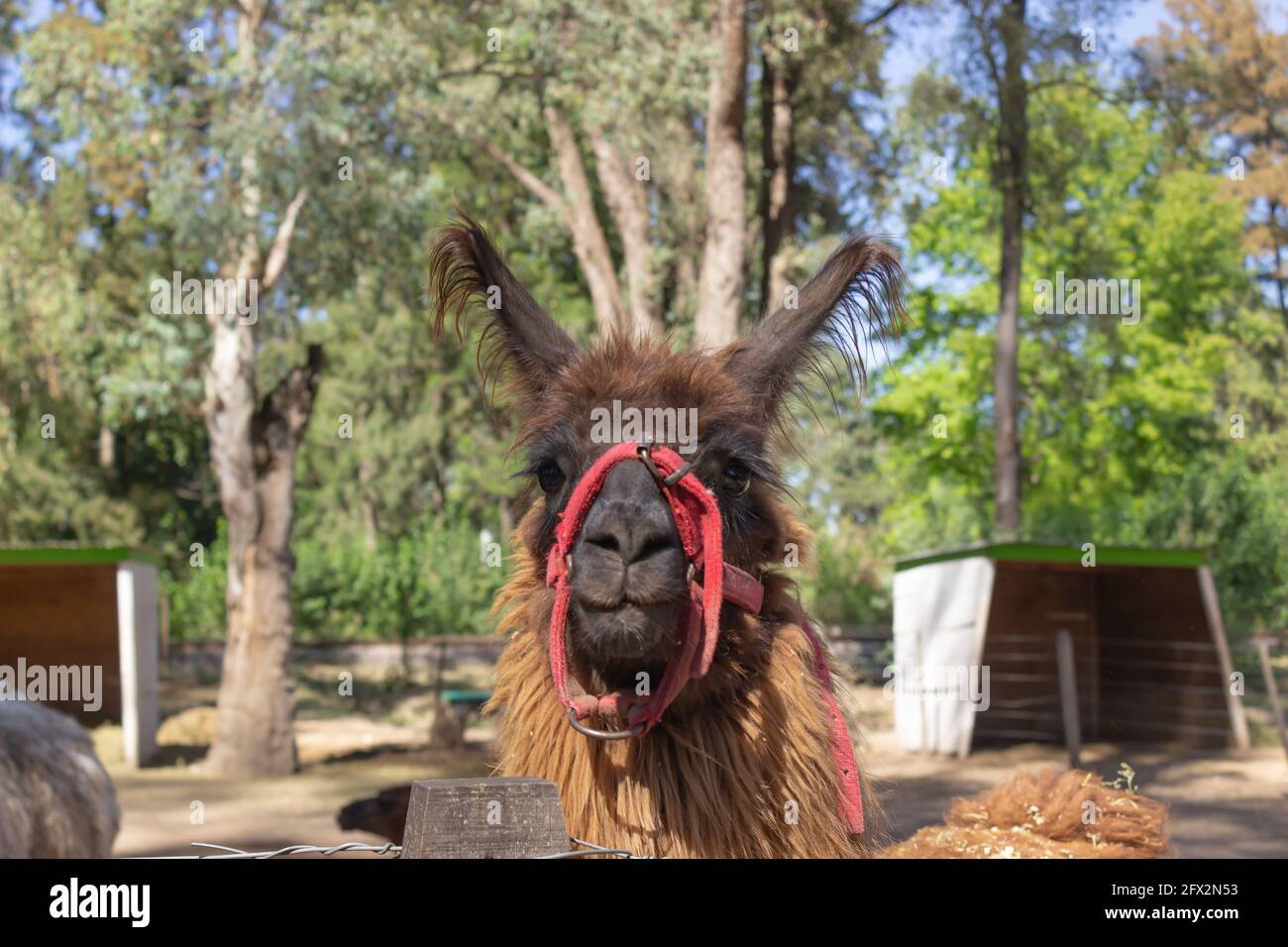 Brown llama (lama glama) in the farm. Stock Photo