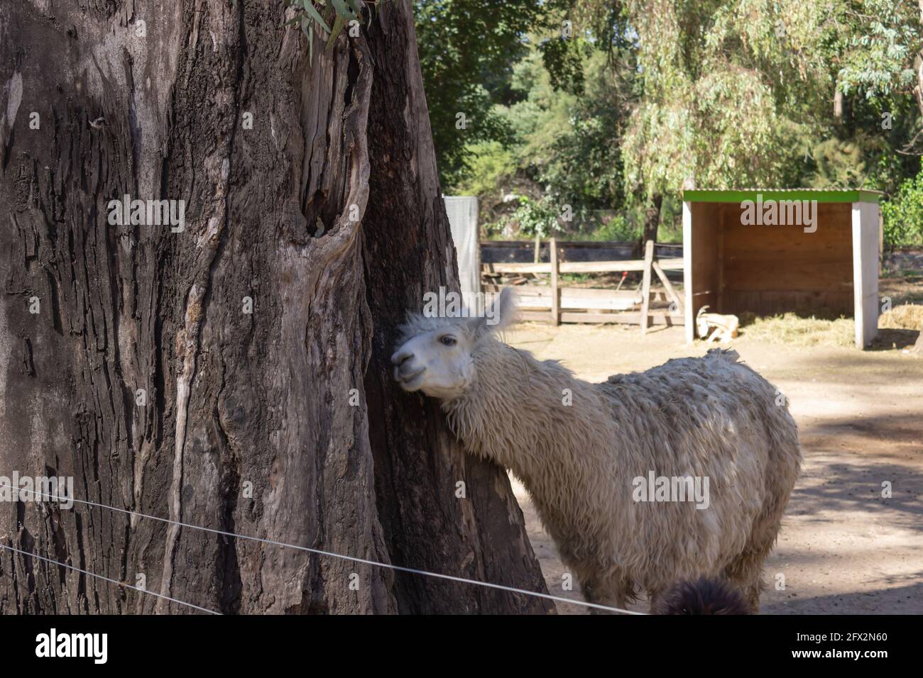 White llama (lama glama) in the farm. Stock Photo