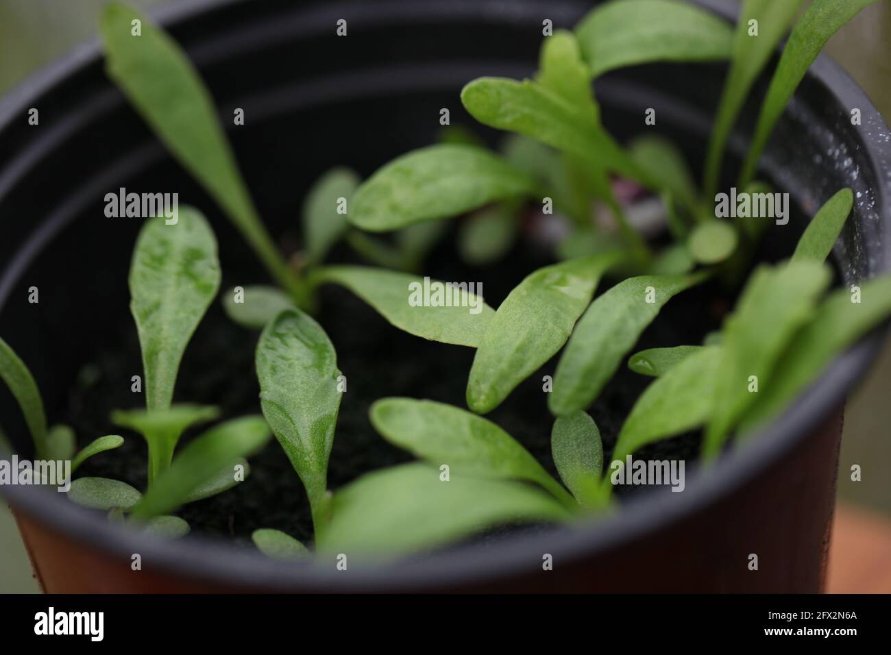 View of developing seedlings ( before thinning-out) growing in a greenhouse Stock Photo