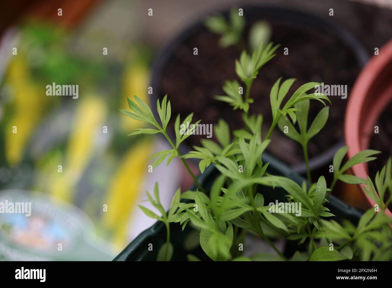 View of fresh growing seedlings in pots ( waiting to be thinned out) Stock Photo