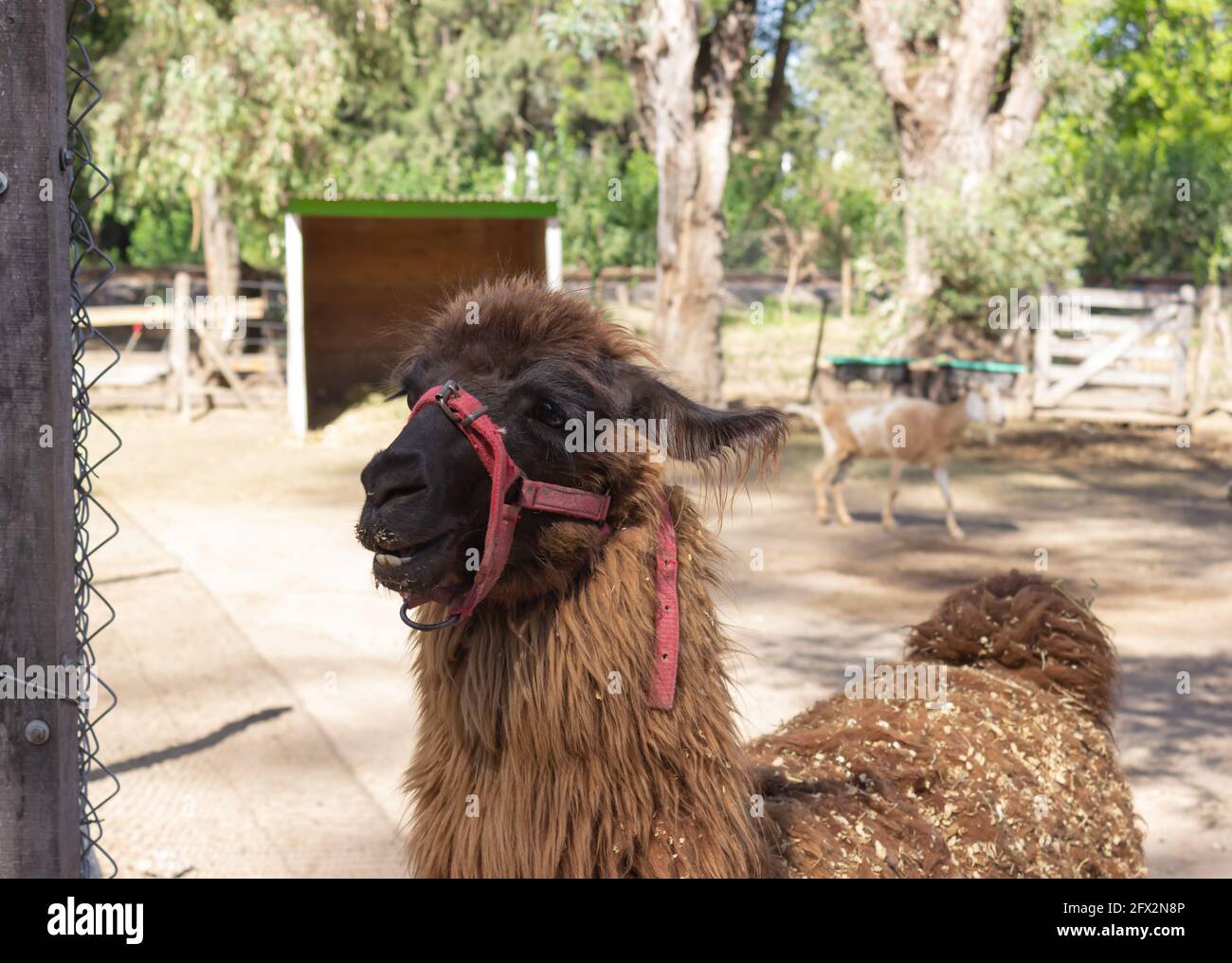 Brown llama (lama glama) in the farm. Stock Photo