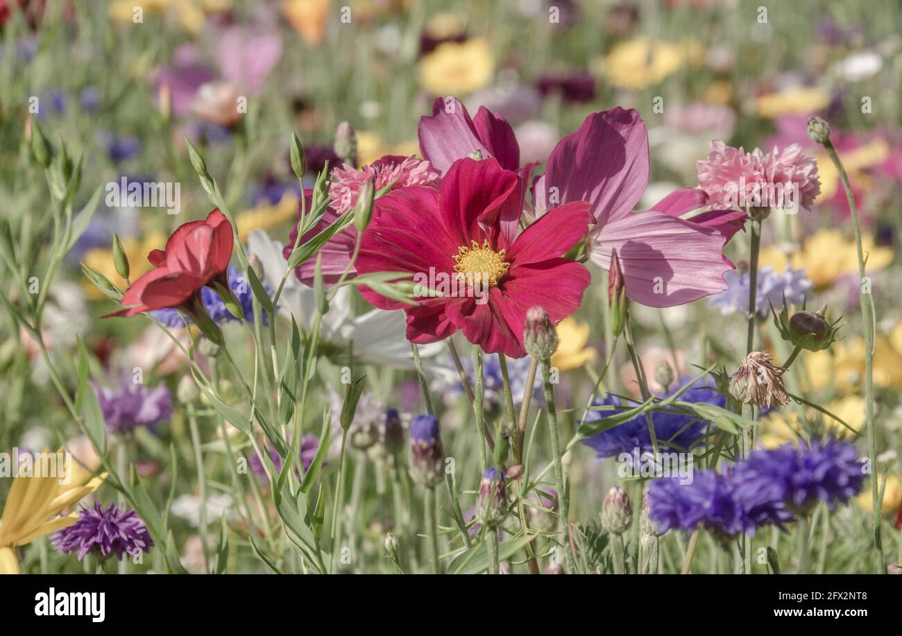 Wiese mit Sommerblumen Stock Photo