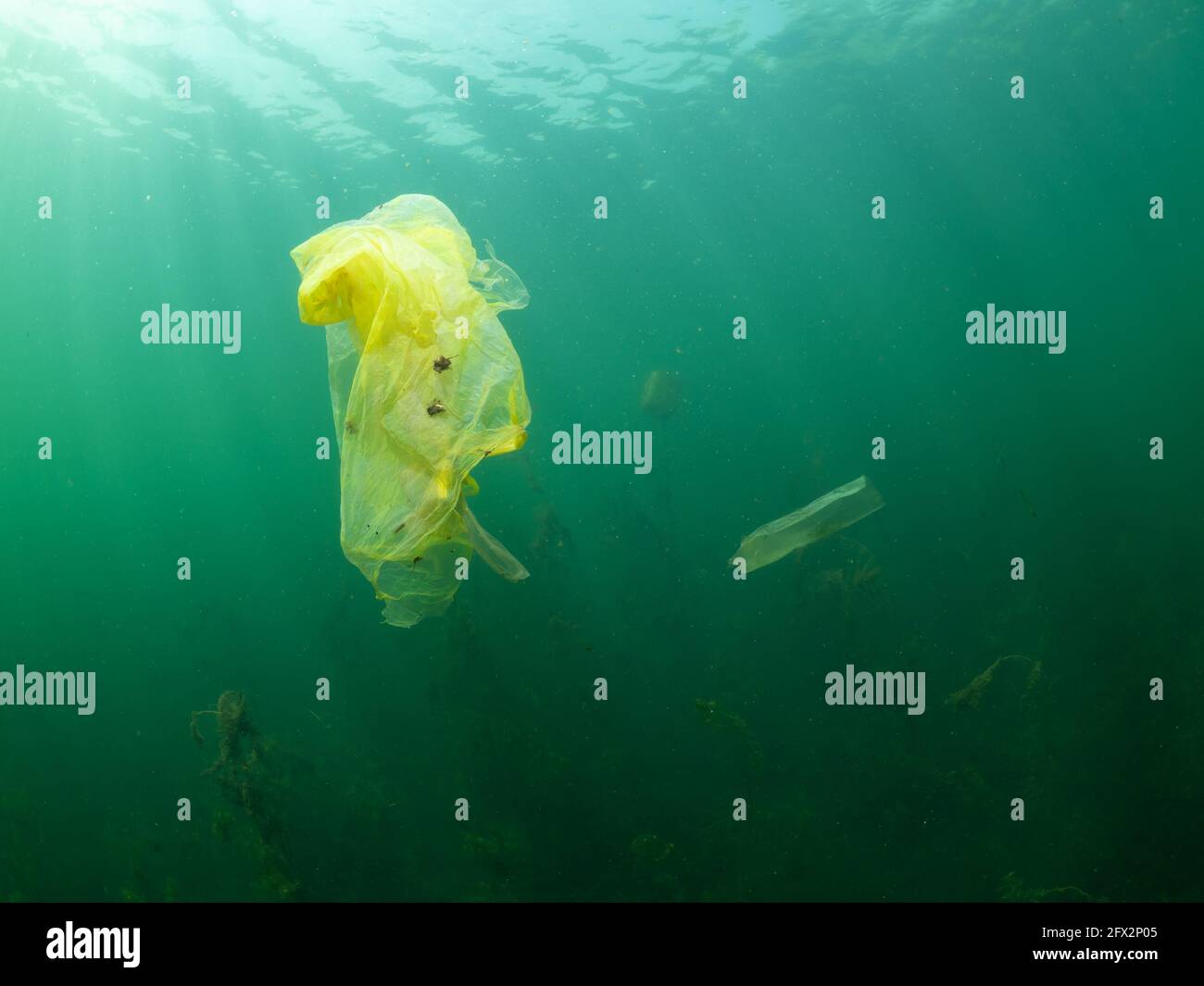 Plastic bag underwater in the shore area of a freshwater lake, North ...