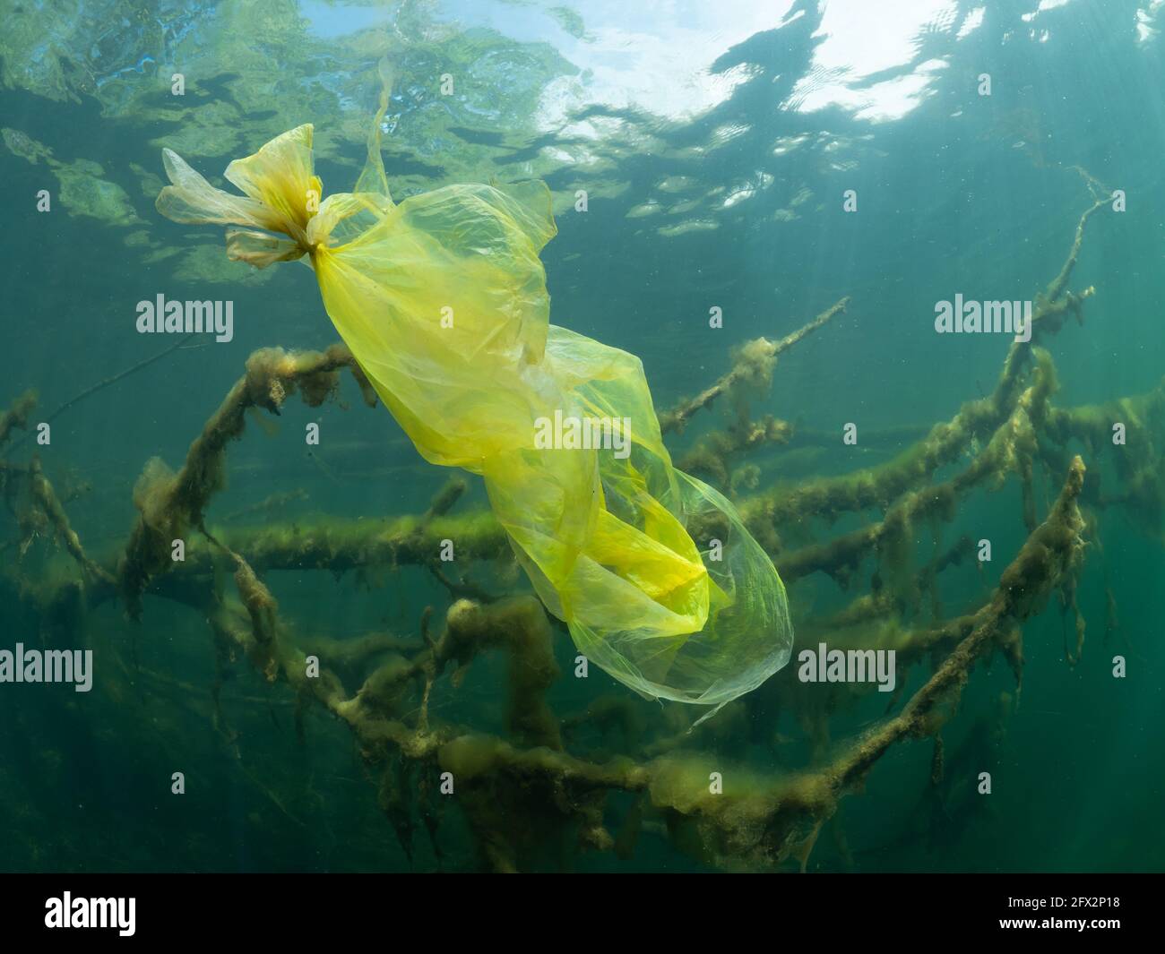 Plastic bag underwater in the shore area of a freshwater lake, Garbage between trees and branches, North Rhine Westphalia , Germany Stock Photo