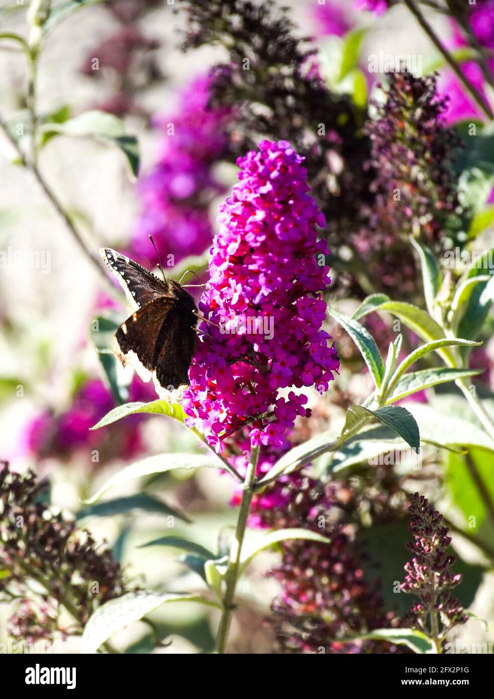 Mourning Cloak Butterfly collects pollen on a Buddleia plant in a urban garden, Los Angeles, California, May 9, 2021  Photo by Jennifer Graylock-Graylock.com 917-519-7666 Stock Photo