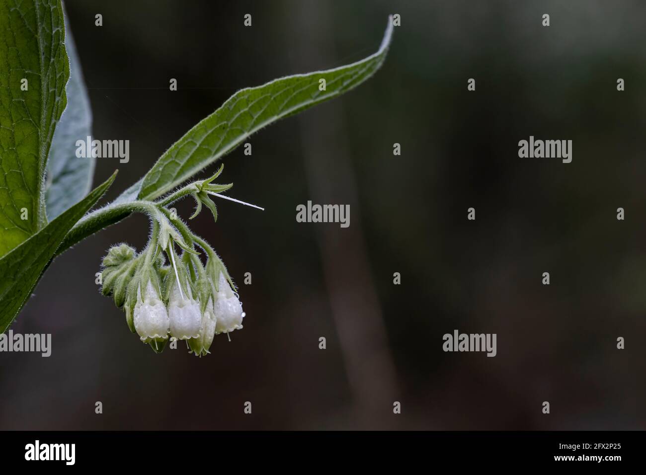 White common comfrey flowers with early morning dew drops Stock Photo