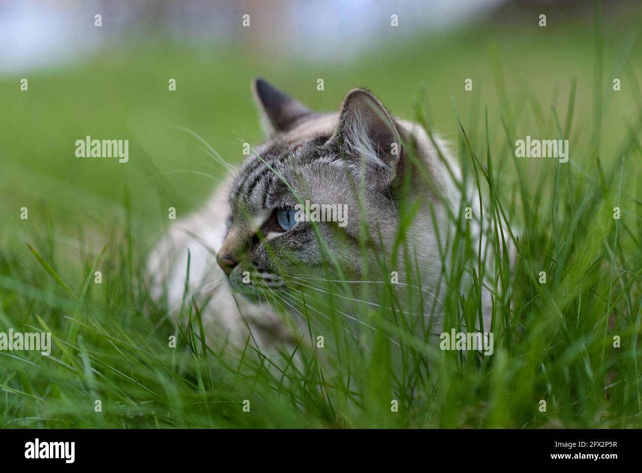 Adult Siamese cat walking in the grass Stock Photo - Alamy