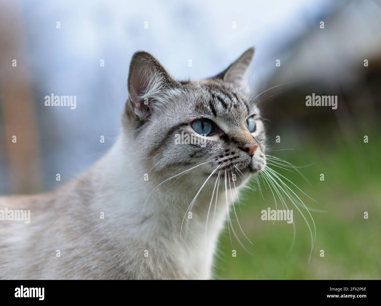 Beautifulsiamese cat hi res stock photography and images Alamy Beautifulsiamese cat hi res stock photography and images Alamy