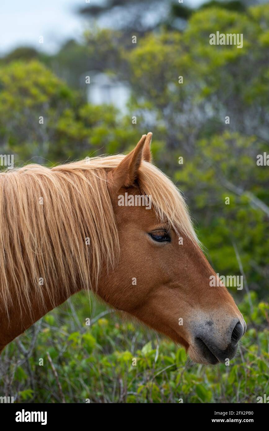 Portrait of an Assateague Island wild pony. Stock Photo