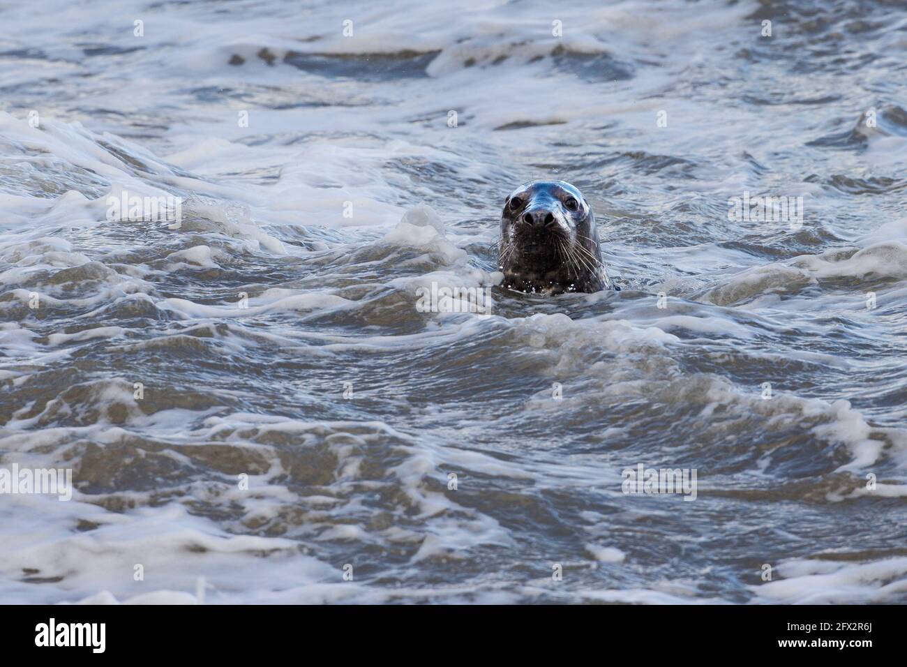 Single Grey Seal  Halichoerus grypus surfaces close to the shore in choppy water of the Irish Sea Stock Photo