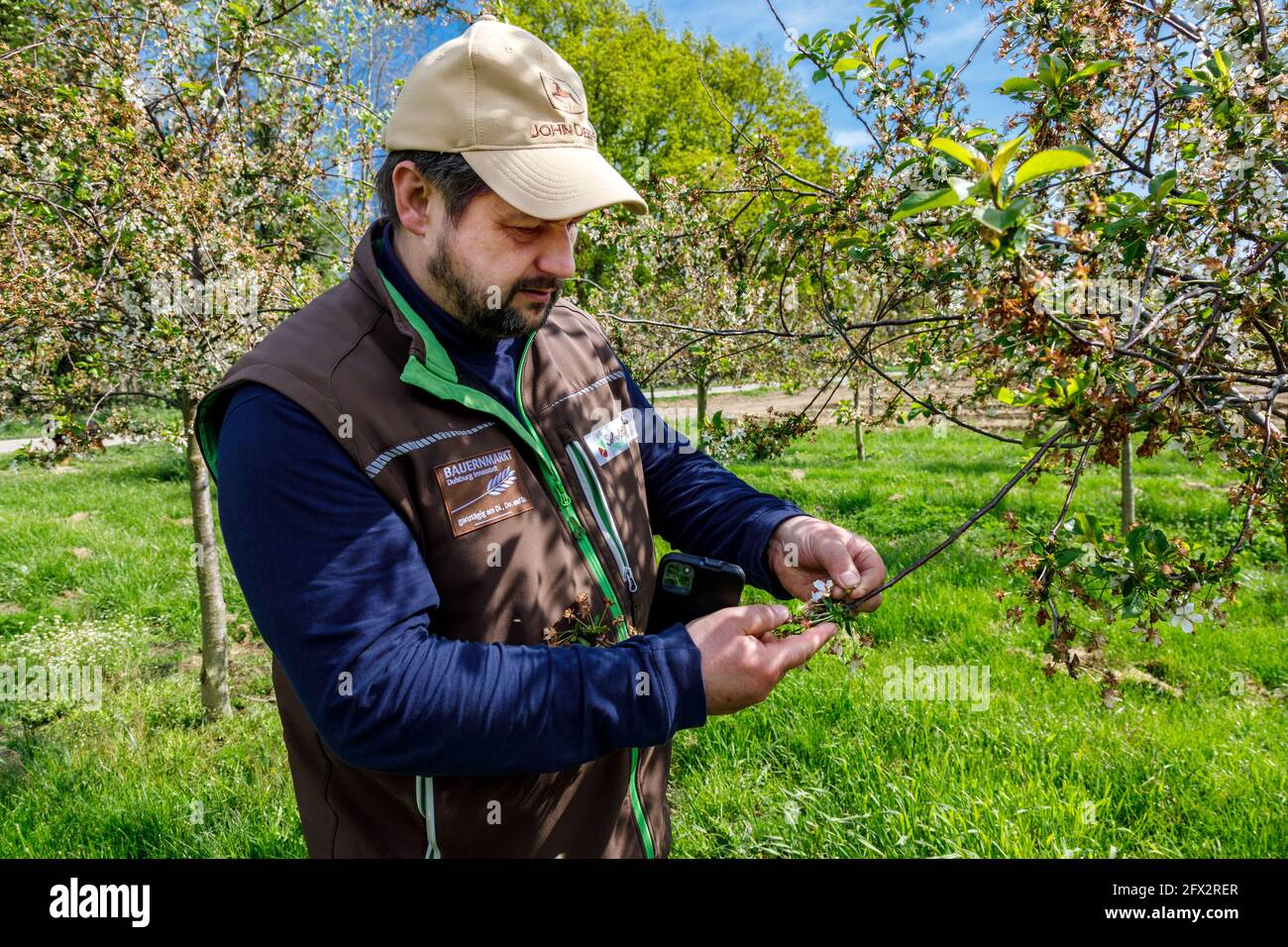 Fruit grower controls his cherry plantation Stock Photo