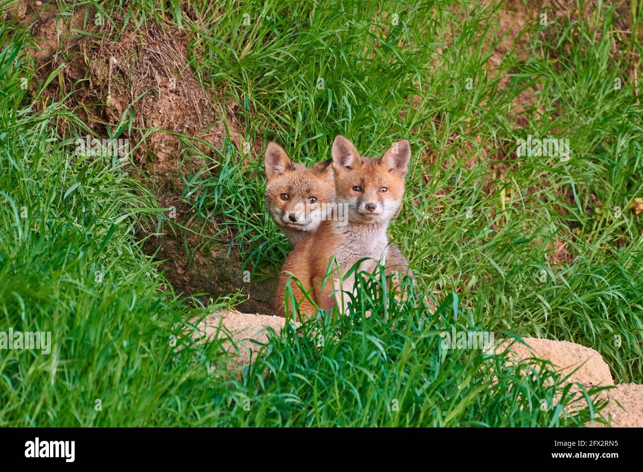 red fox (Vulpes vulpes),  two fox puppies in front of their den, Heinsberg, North Rhine-Westphalia, Germany Stock Photo