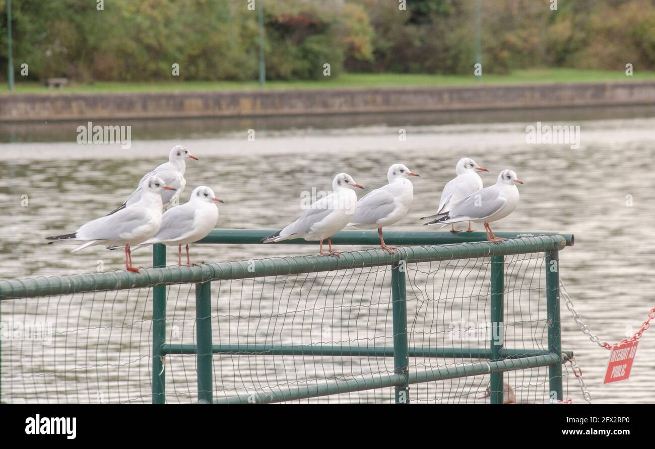 Möwen an der Mass bei Vise Stock Photo