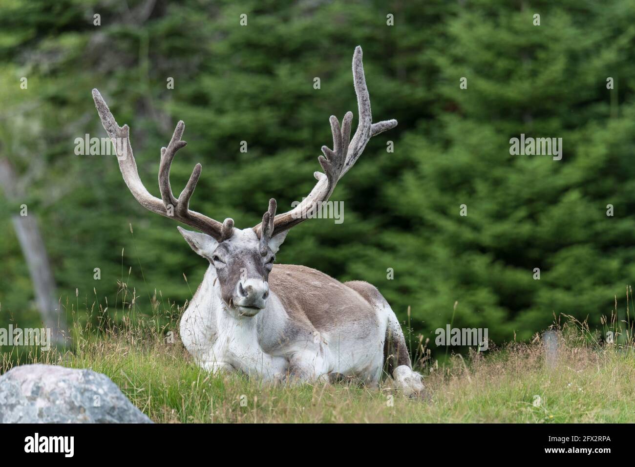 Woodland caribou hi-res stock photography and images - Alamy