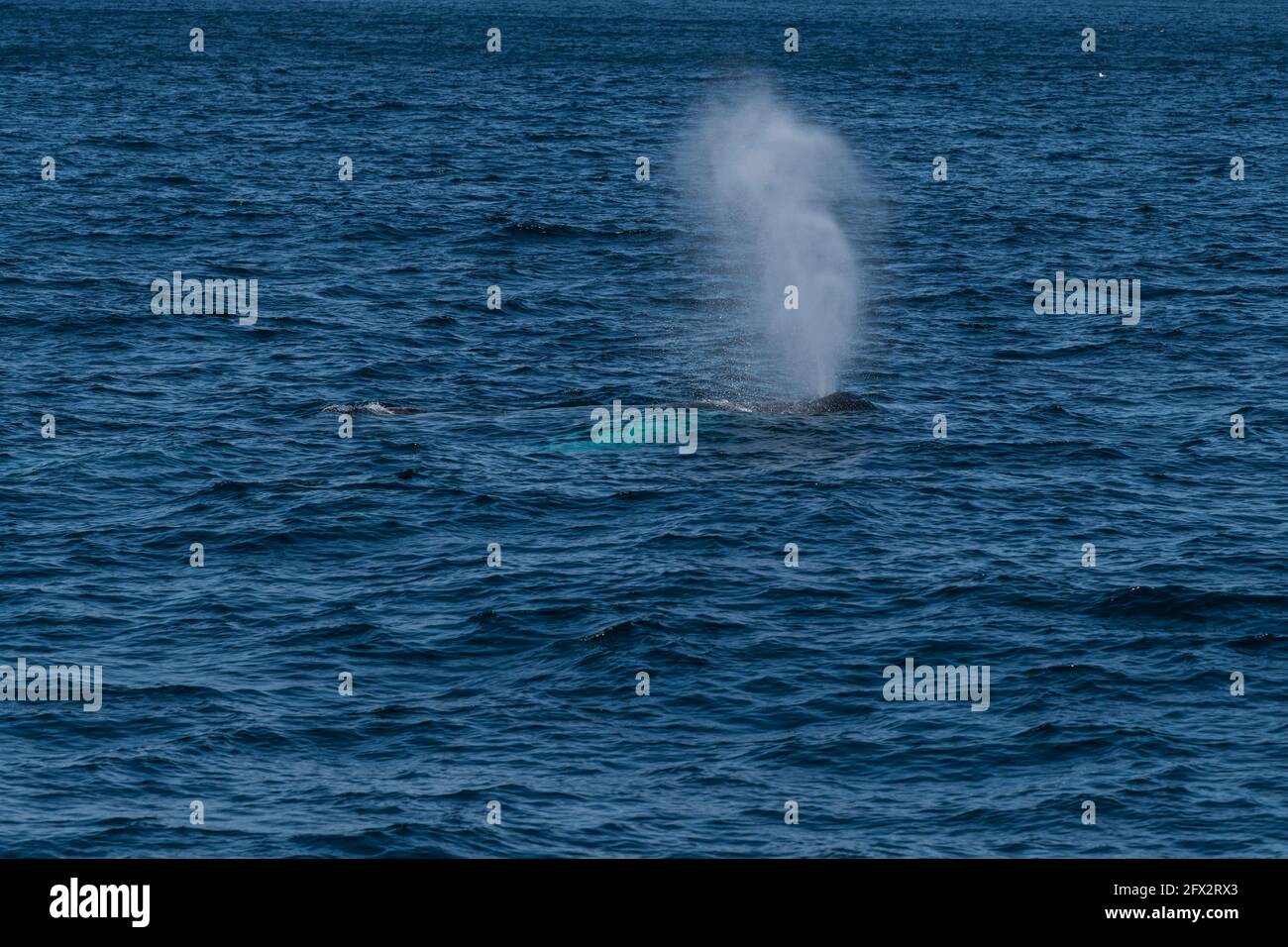 Humpback whale surfacing, Witless Bay Ecological Reserve, Newfoundland, Canada Stock Photo