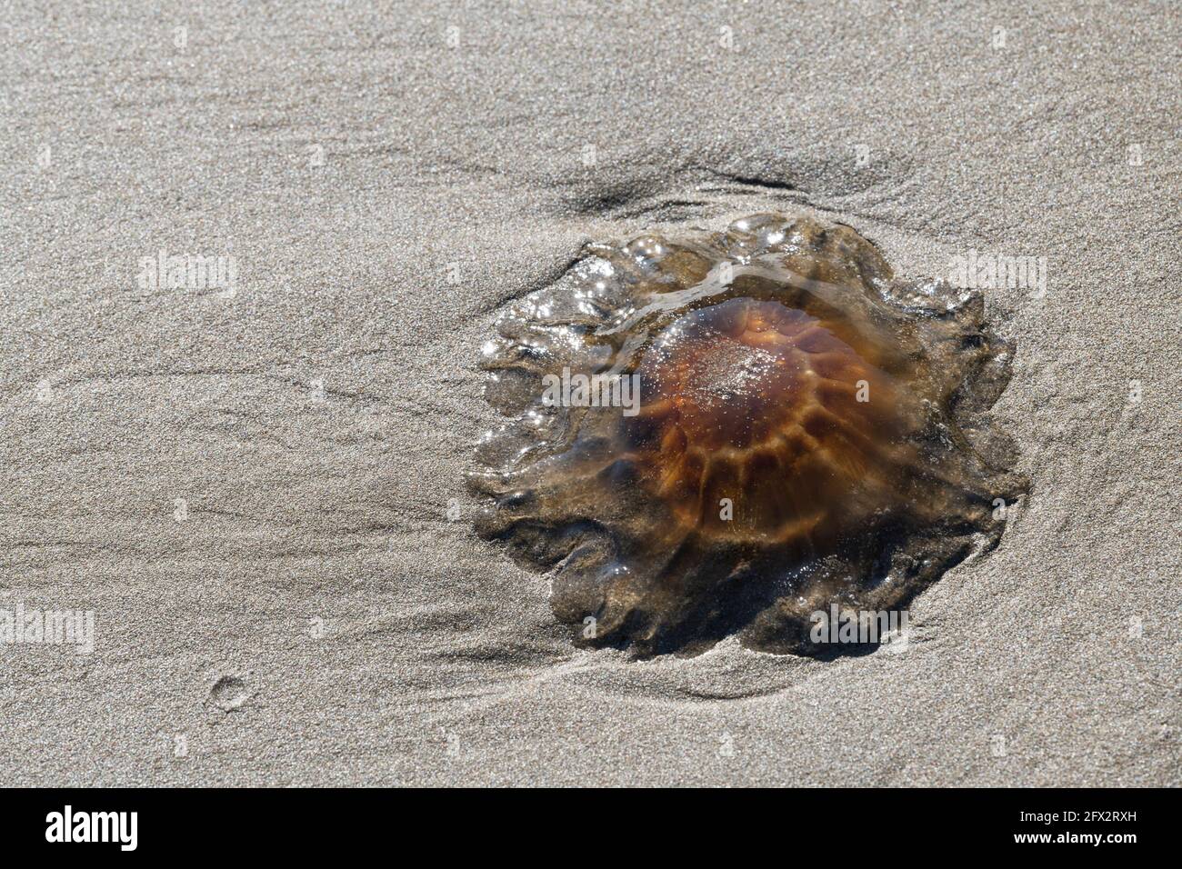 Lion's Mane jellyfish on the beach at Point Lance, Newfoundland Stock Photo