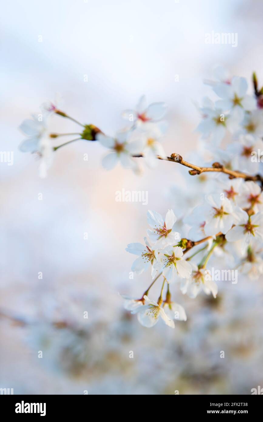 Close view of delicate sakura flowers of a cherry tree at the Tidal Basin on the National Mall in Washington, D.C Stock Photo