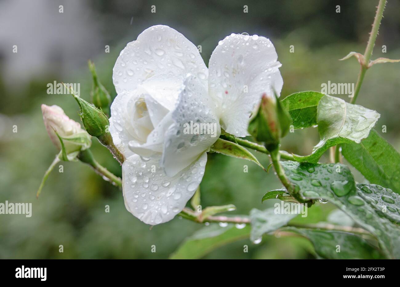 Weiße Rose Stock Photo