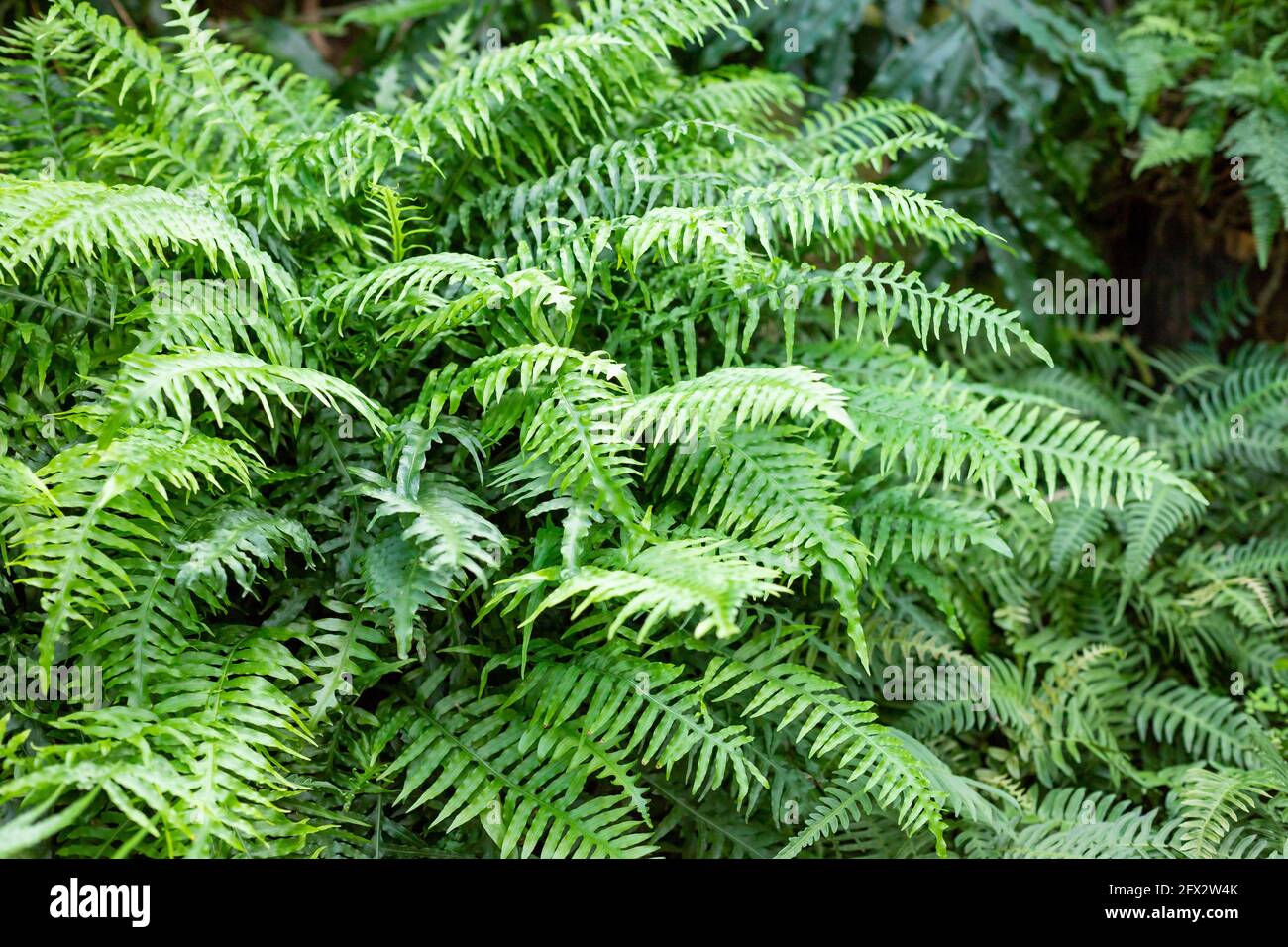 great green bush of fern in the forest Stock Photo - Alamy