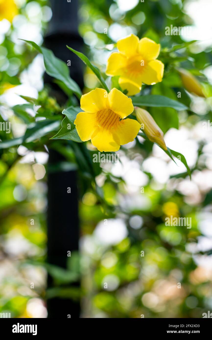 Allamanda schottii is a beautiful bright yellow. Stock Photo