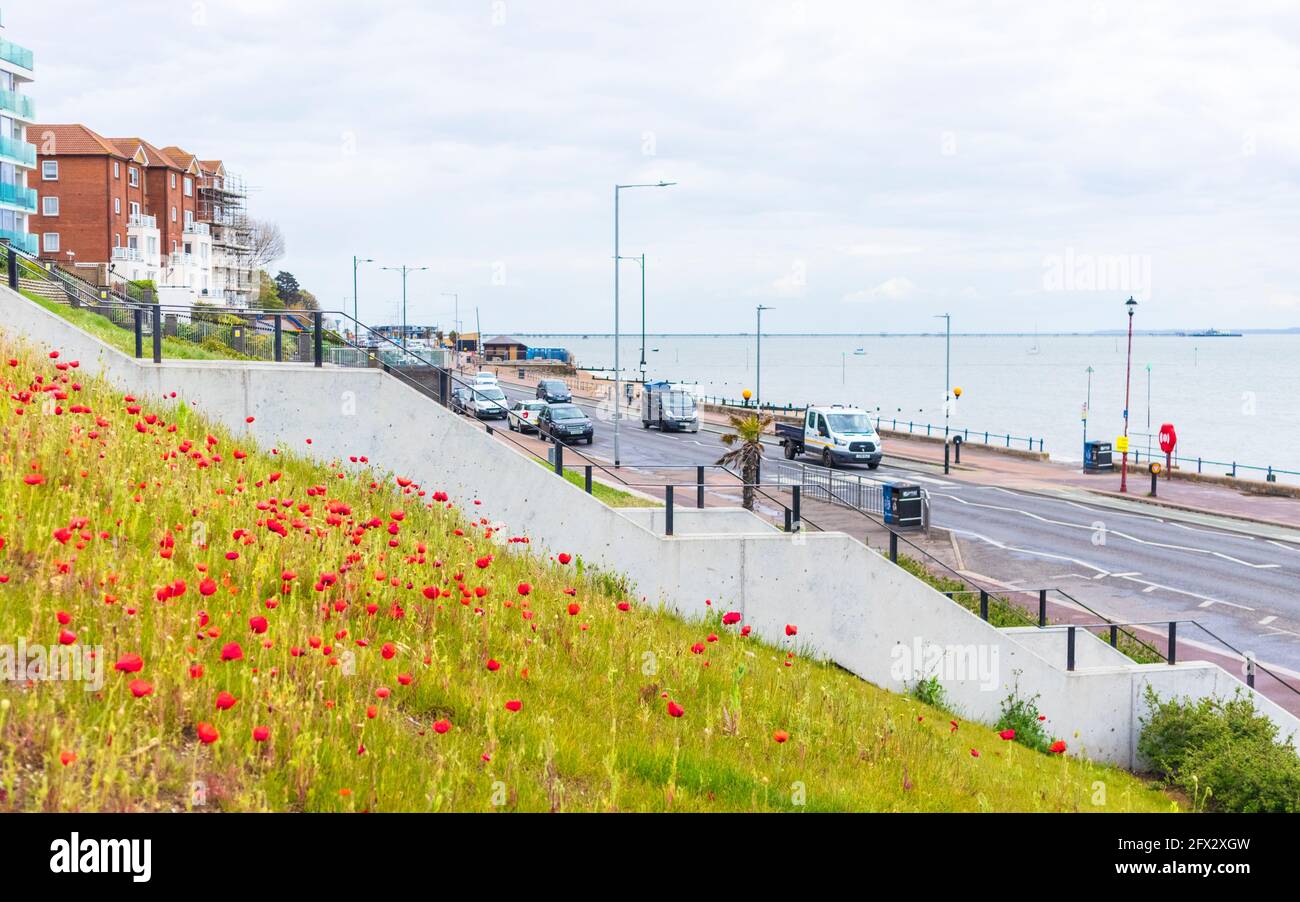 Poppies Growing on Seafront at Westcliff-on-Sea on a Grey May Afternoon with Road and Cars in Background as well as Southend Pier Stock Photo